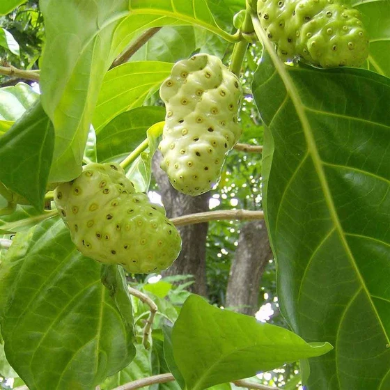 fresh-manjanathi-medicinal-plant-2.webp