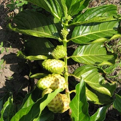 Fresh Manjanathi Medicinal Plant