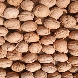 Brown Dried Apricot