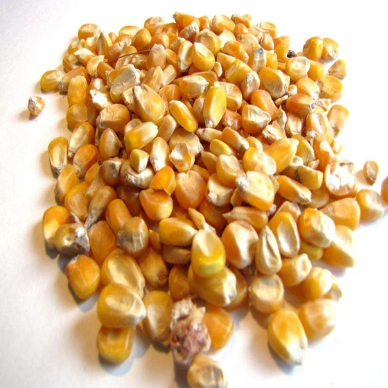 small-yellow-maize-2.webp