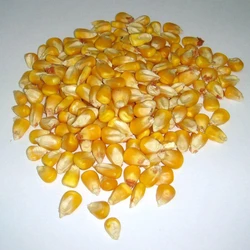 Small Yellow Maize
