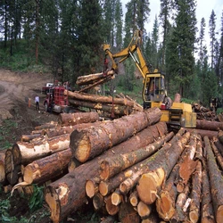 Pine Wood Log