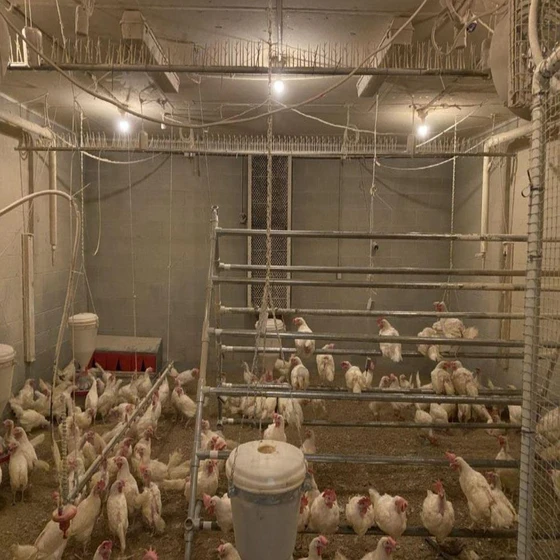 electro-poultry-cages-2.webp