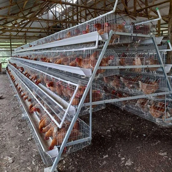 crate-poultry-cages-2.webp