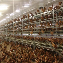 Crate Poultry Cages