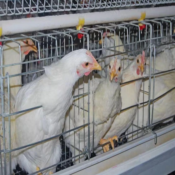 cettia-poultry-farm-2.webp