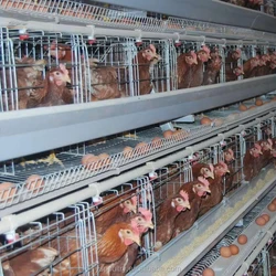 Cettia Poultry Farm