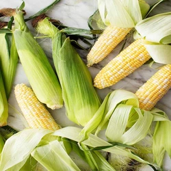 Fresh Cob Corn