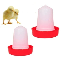 Chicken Feeder Poultry