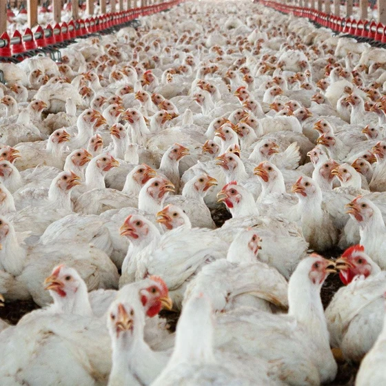 poultry-broiler-chicken-2.webp