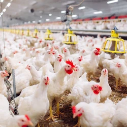 Poultry Broiler Chicken
