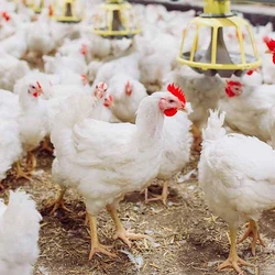 Broiler Poultry Chick