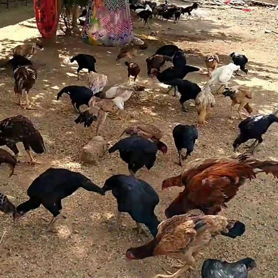 aseel-poultry-chick-2.webp