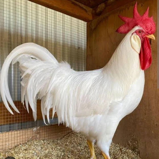 white-male-broiler-2.webp