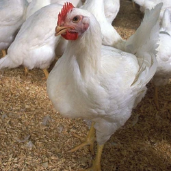 White Male Broiler