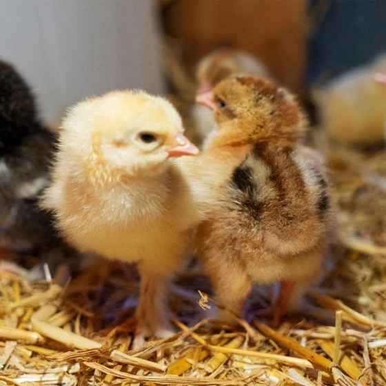 poultry-baby-chicks-2.webp