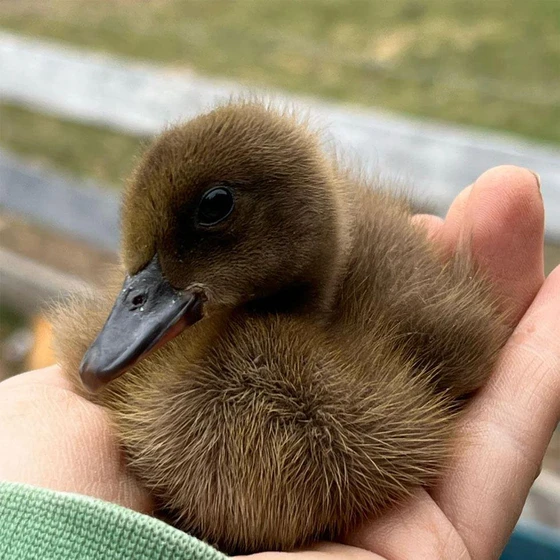 khaki-campbell-duck-2.webp