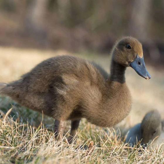khaki-campbell-duck-chicks-2.webp