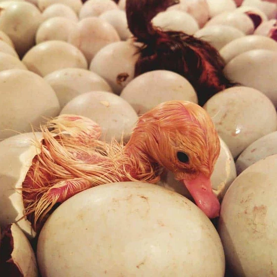 hatching-duck-eggs-1.webp