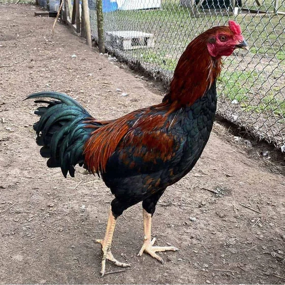 farm-aseel-chicks-2.webp