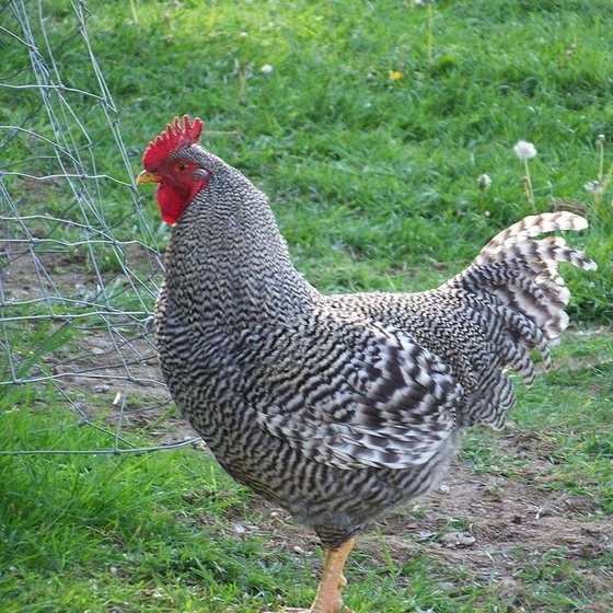 sasso-breed-chicken-2.webp