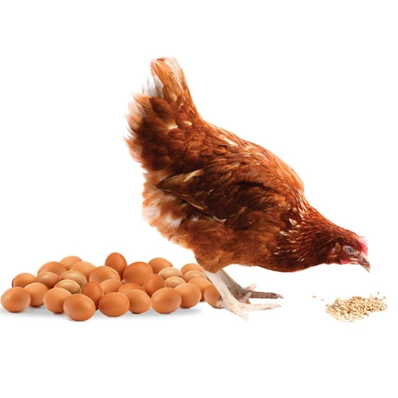 layer-poultry-feed-1.webp