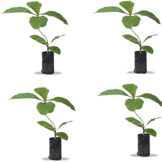 burma-teak-plant-2.webp