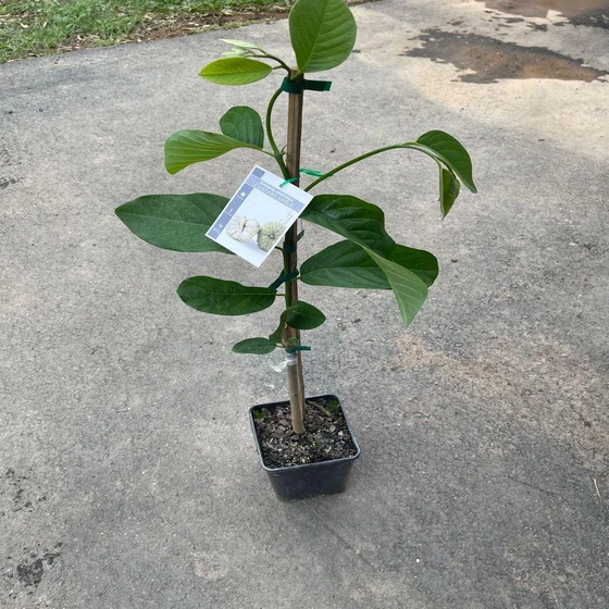 custard-apple-plant-2.webp