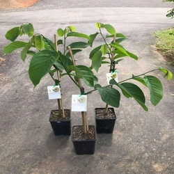 Custard Apple Plant