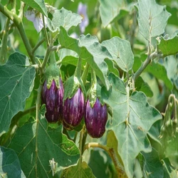 Vegetable Brinjal Plant