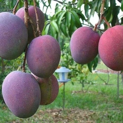 Palmer Mango Plants