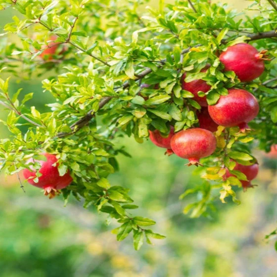 pomegranate-fruit-plant-2.webp
