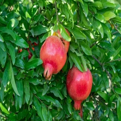 Pomegranate Fruit Plant