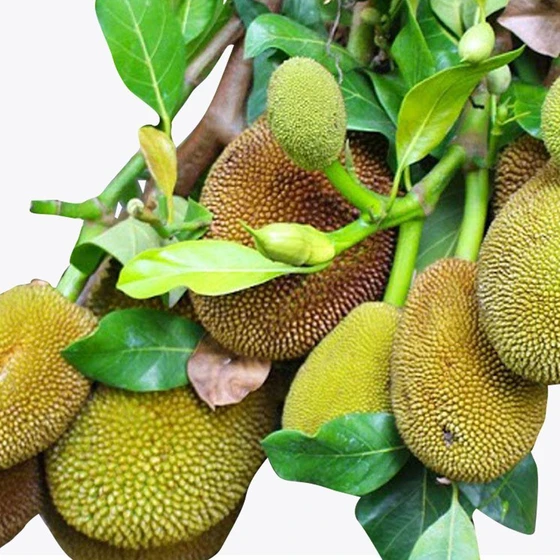 pink-jack-fruit-1.webp