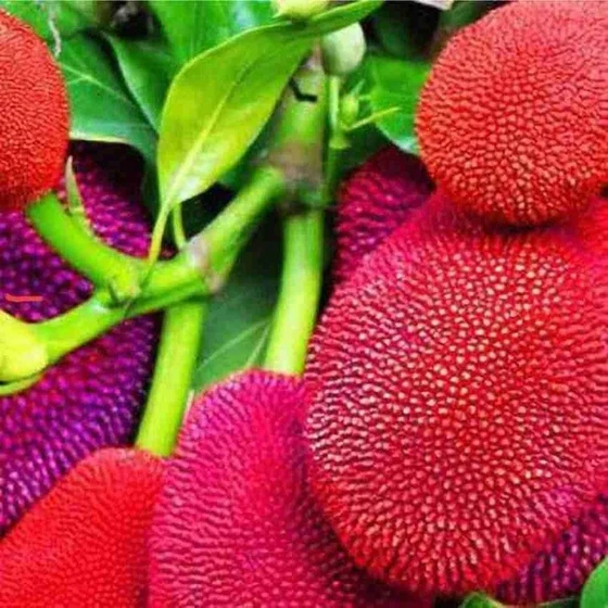 pink-jack-fruit-2.webp