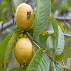 Organic Guava Plants