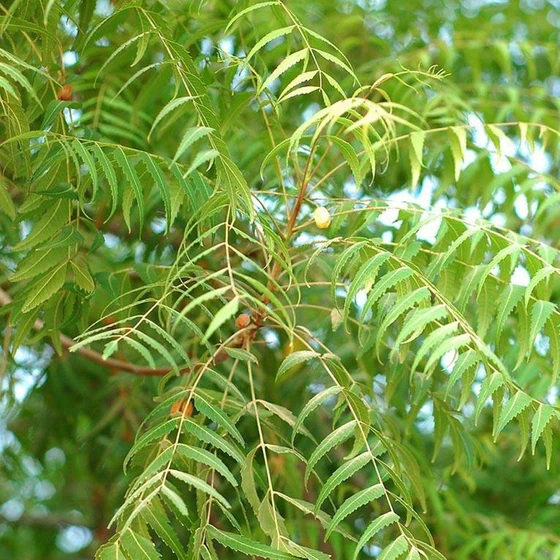 indica-neem-tree-2.webp