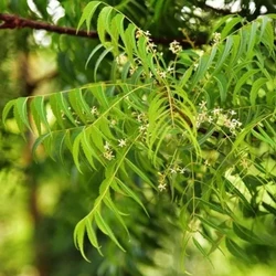 Indica Neem Tree