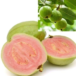 Green Guava Plant