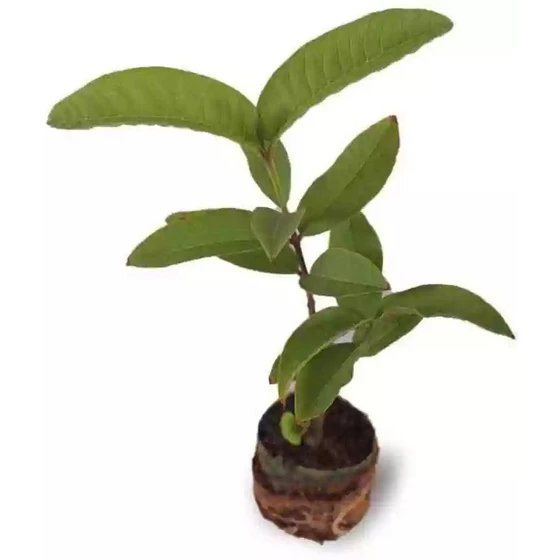 green-guava-plants-2.webp