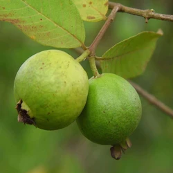 Green Guava Plants