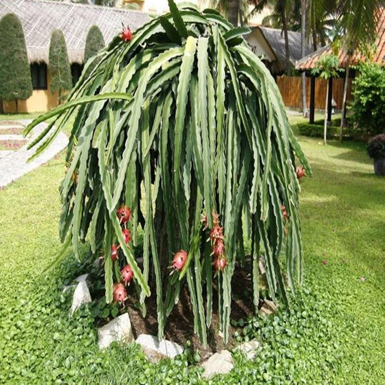 dragon-fruit-plants-2.webp