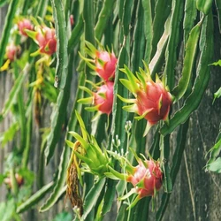 Dragon Fruit Plants