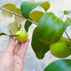 Apple Ber Plant