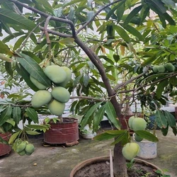 Green Mango Plant