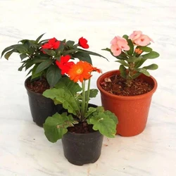 Outdoor Flower Plants