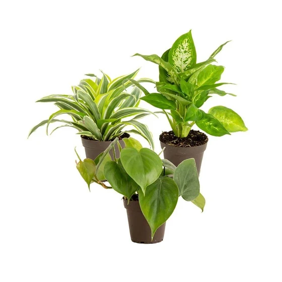 green-indoor-plants-2.webp