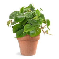 Green Indoor Plants