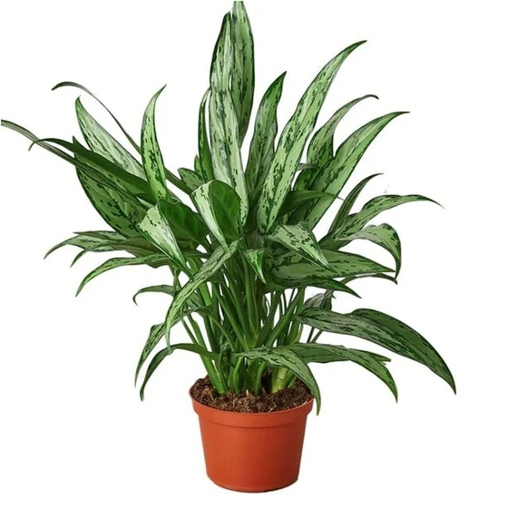 aglaonema-hybrid-plant-2.webp