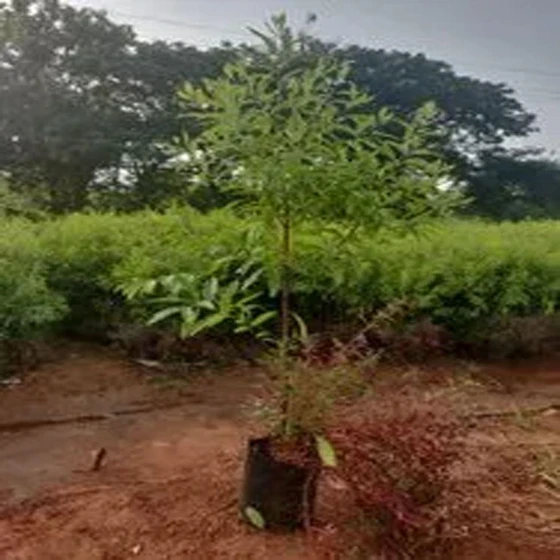 avenue-trees-plant-2.webp